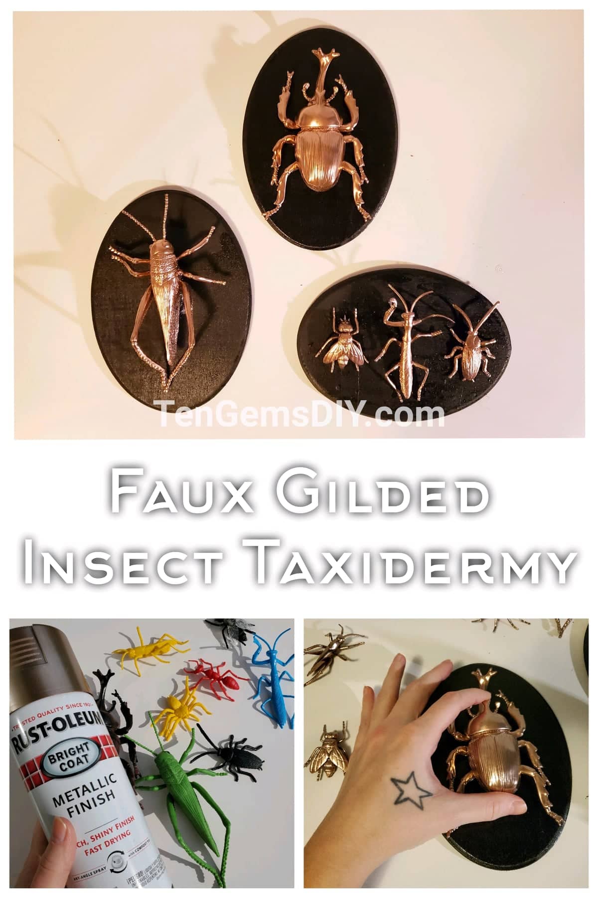 Faux Gilded Insect Taxidermy, DIY halloween decorations, easy halloween crafts, insect crafts, insect taxidermy, insect taxidermy art, halloween insect decorations, halloween insect art, halloween bug decor, faux taxidermy insects, diy spooky decor, trending crafts, apothecary crafts, spooky crafts for adults, diy halloween wall decor, goth wall decor,